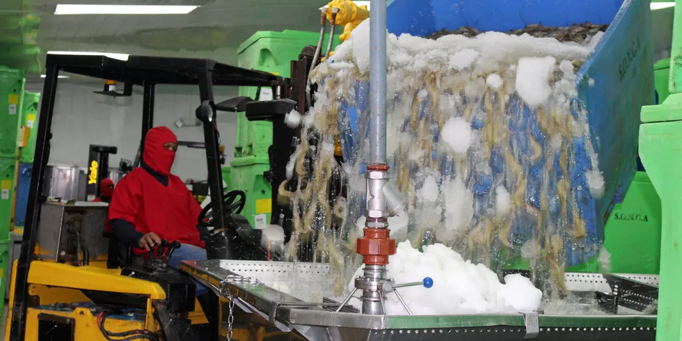 Ecuador shrimp exports are likely to go well beyond 2021 levels.