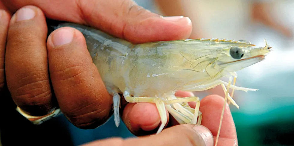 A welcome boost for Sustainable Shrimp Parternship producers in the Chile market.