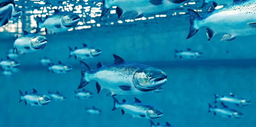 Nordic Aquafarms has operations in Norway and Denmark, and is planning locations in Maine and California.