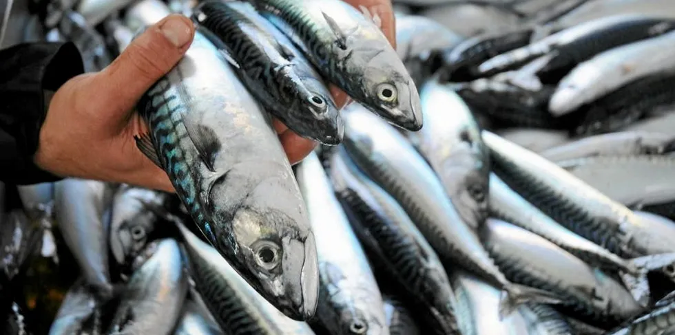 How to share? The Coastal Nations agreed mackerel quota this week, but didn't get much further on who should have what.