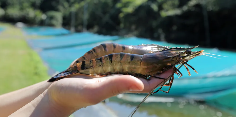 Project Sea Dragon had ambitions of producing 150,000 metric tons of shrimp per year.