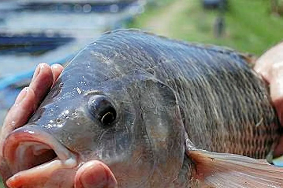 Tilapia demand in Brazil is booming.