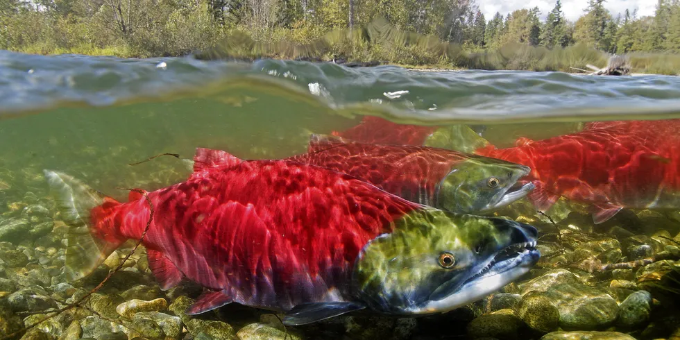 Large Bristol Bay salmon returns are occurring during years with above-average sea surface temperatures.