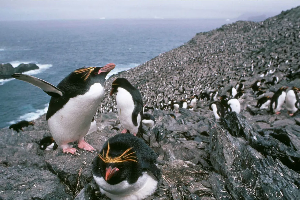 Falkland Islands: Argos Resources plans to reassign a block in the North Falkland basin after partners Noble and Edison decided to pull out