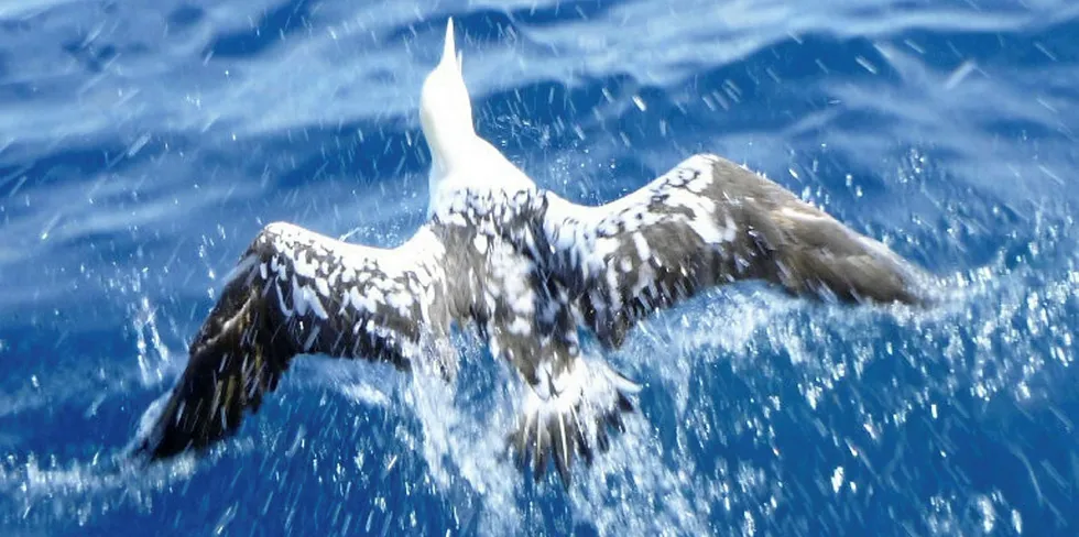 A gannet in the North Sea