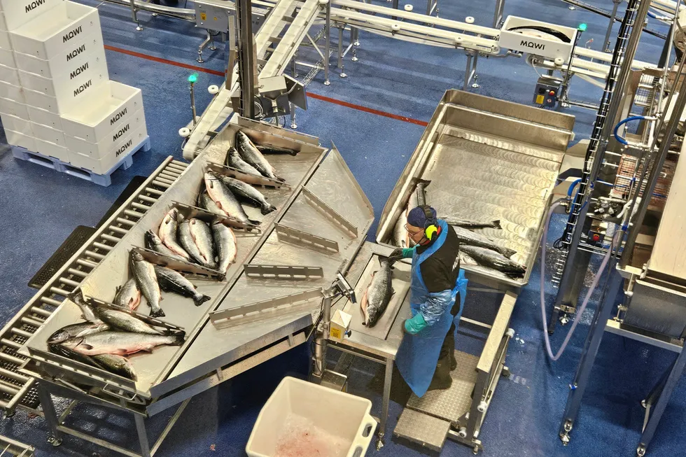 Mowi's processing plant in Norway's Hitra municipality. The world's largest salmon producer plans to reach its next production milestone – 600,000 metric tons – by 2029.