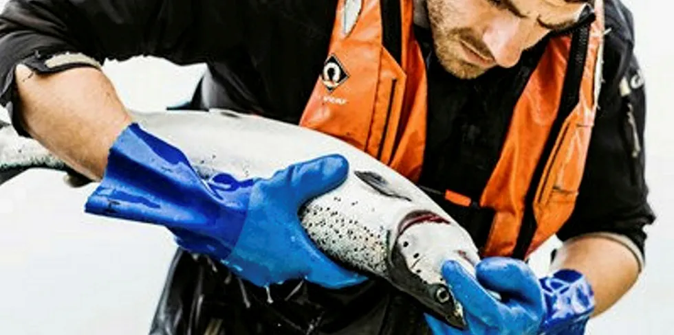 Gills are checked on a salmon at Scottish Sea Farms.