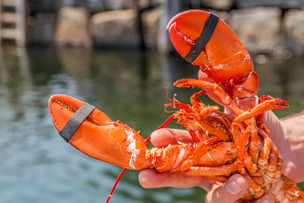 The latest victim of Trump's trade war.
