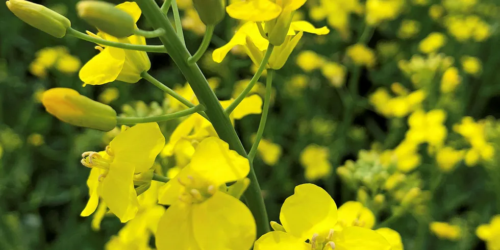 Fields of gold?