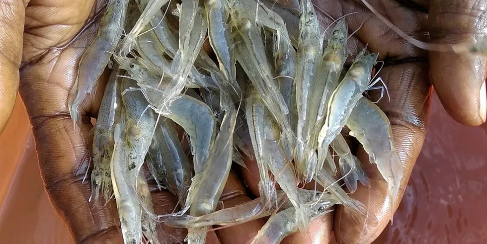 Indonesian farmed shrimp exports to its main market were down 9 percent from January to July.