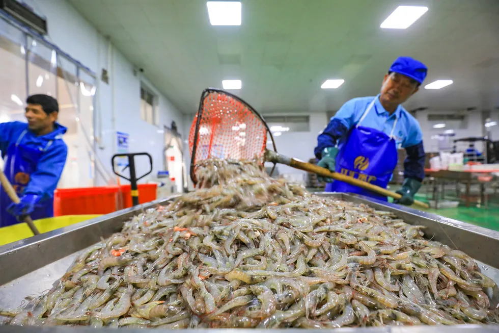 Shrimp producers around the world struggled once more to turn a profit in 2024.