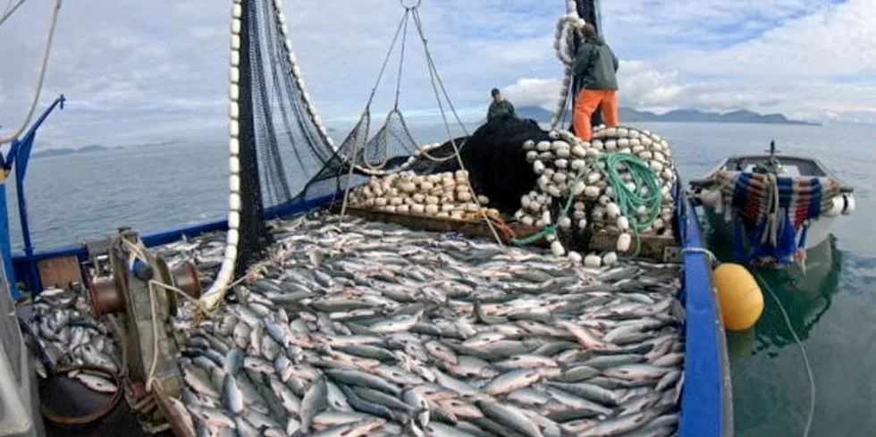 The Southeast Alaska salmon fishing harvest could be huge this year.