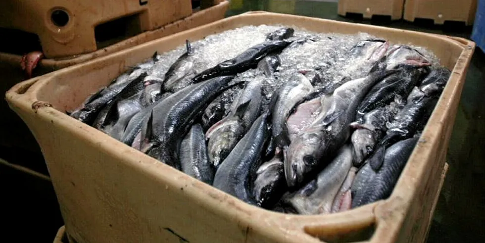 The northeast Arctic saithe fishery is managed unilaterally by Norway without negotiations with other countries.