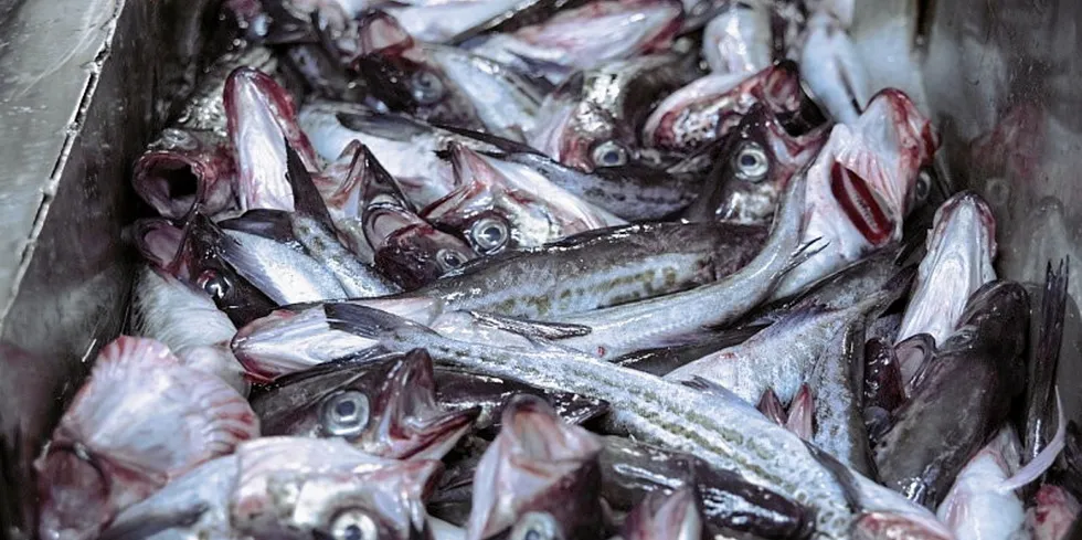 Alaska pollock from Russia. Russian Alaska pollock.