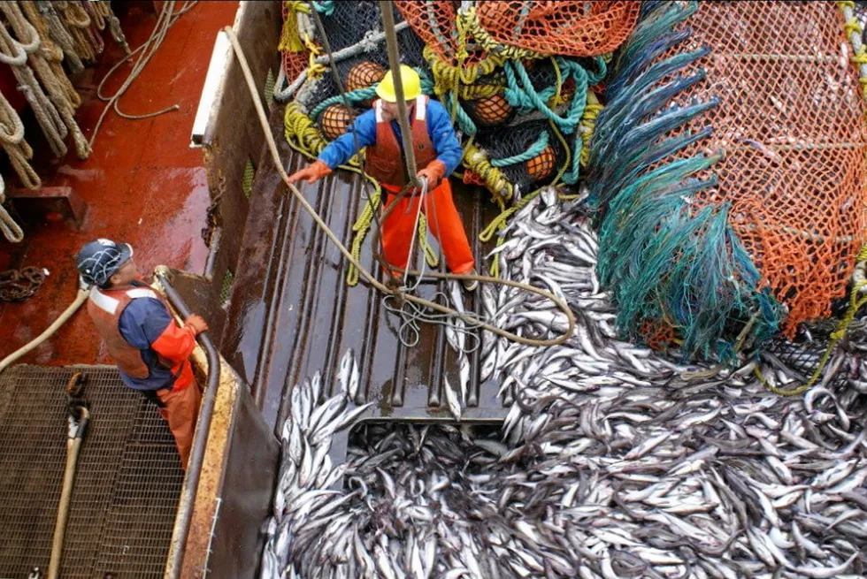 The Alaska pollock quota is being decided for 2025.