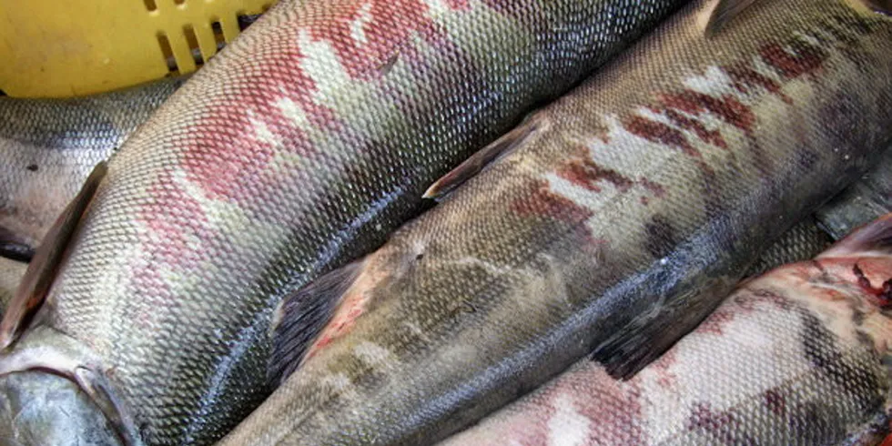 The chum salmon -- also called keta -- has been a critical subsistence food source for Native Alaskans. The decline in the population is prompting calls for reductions in bycatch by Alaska pollock harvesters.