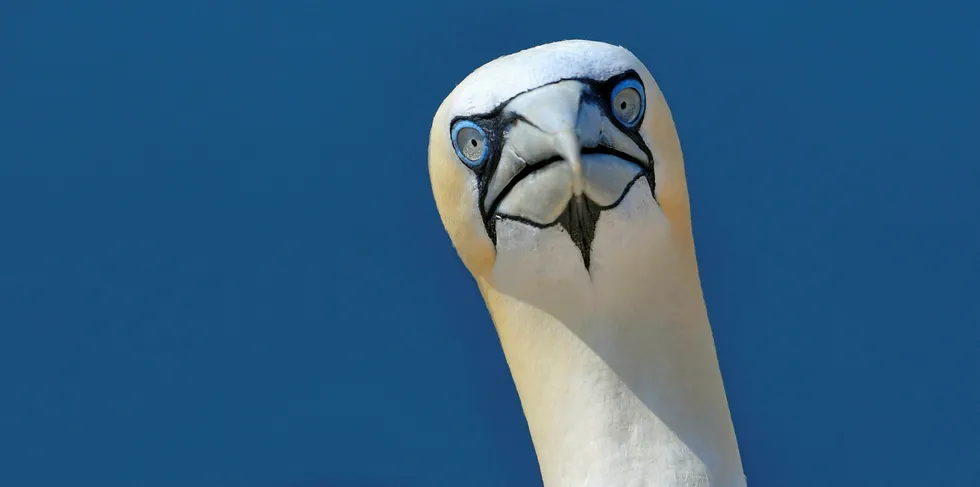 Fears over gannets have been raised by the RSPB.