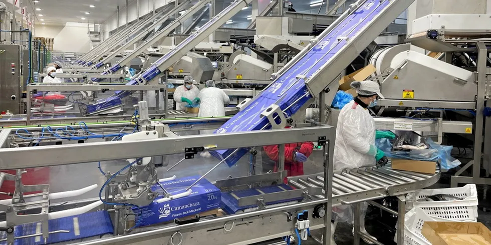 Camanchaca plans to produce about 50,000 metric tons of frozen mackerel during the first year of operation at the plant, which was built in 12 months.