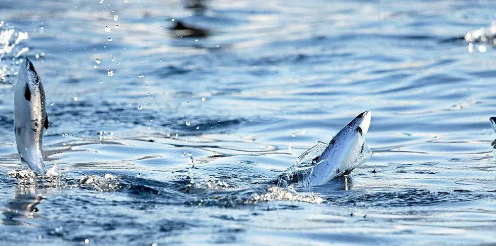 Cermaq has discovered a hole in a cage at a facility, located in Masoy municipality in northern Norway.
