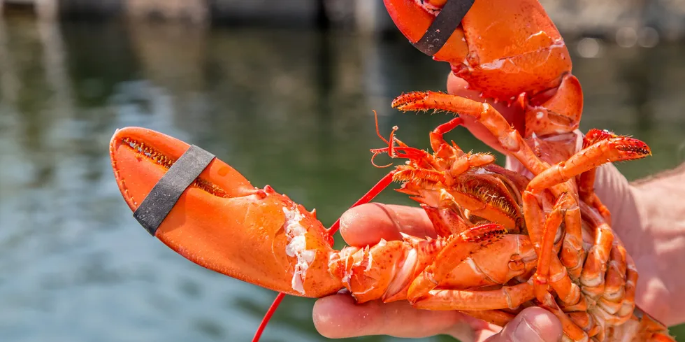 The issue is largely linked to endangered species laws, and has put Maine's lobster industry in the spotlight when it comes to right whales.