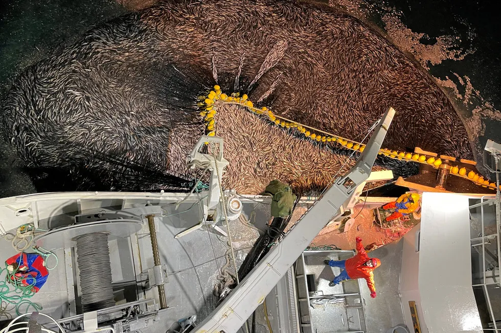 The Coastal States – a group that, in the case of spring-spawning herring, includes Norway, the Faroe Islands, Iceland, the United Kingdom and Russia – have agreed a total allowable catch of 401,794 metric tons for 2025.