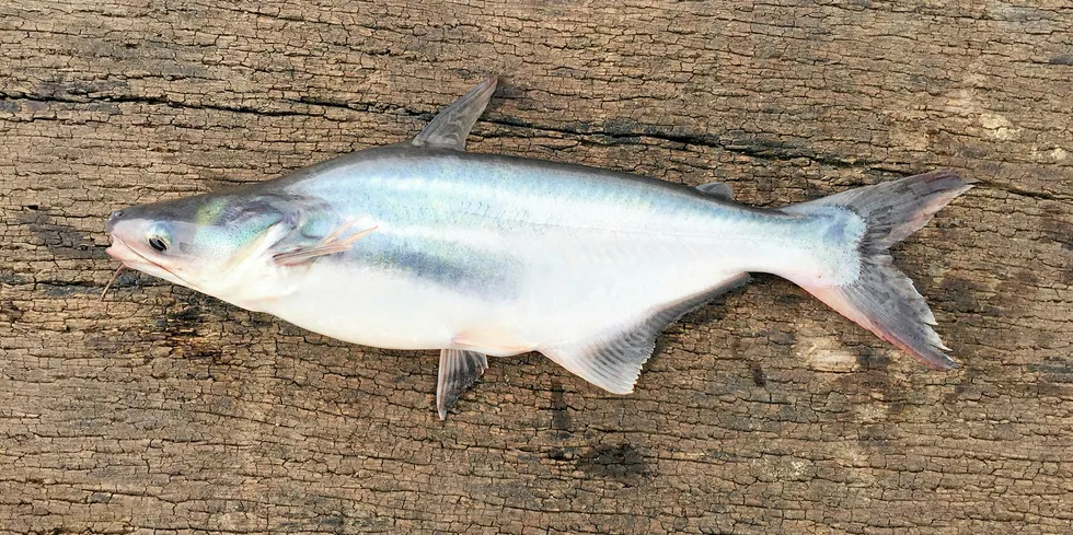 Vietnam pangasius.