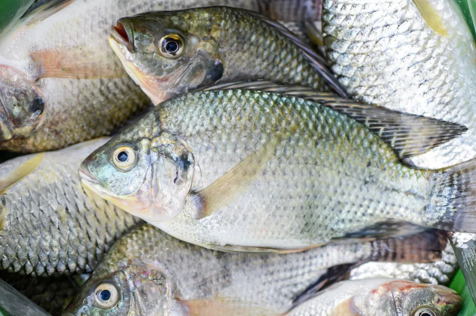 Chilean giant AquaChile formerly owned the Costa Rican operation. After years of struggling with profitability, the company sold the business in 2022 to Industrias Martec.