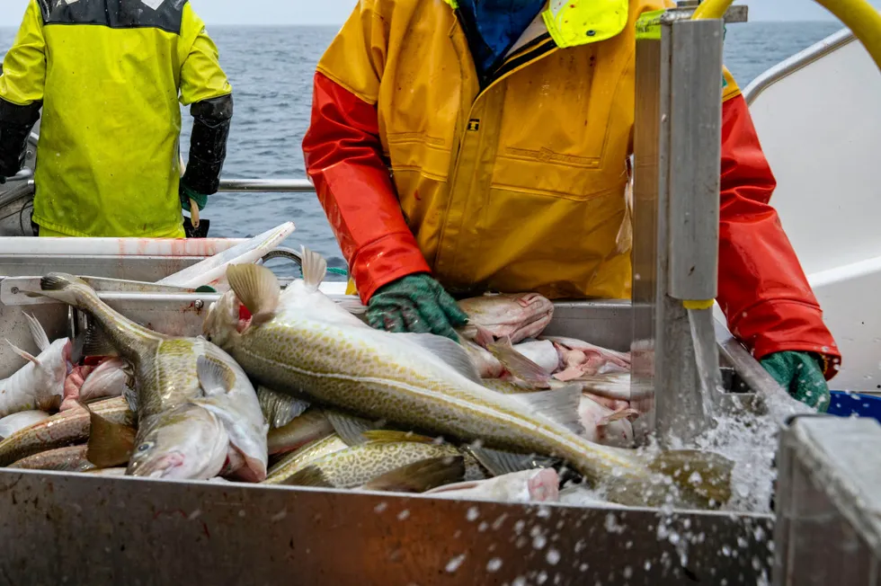 Nofima found large variations, but among the findings was that, on average, fishermen do not receive higher prices for cod caught in eco-labelled areas compared to areas that are not.
