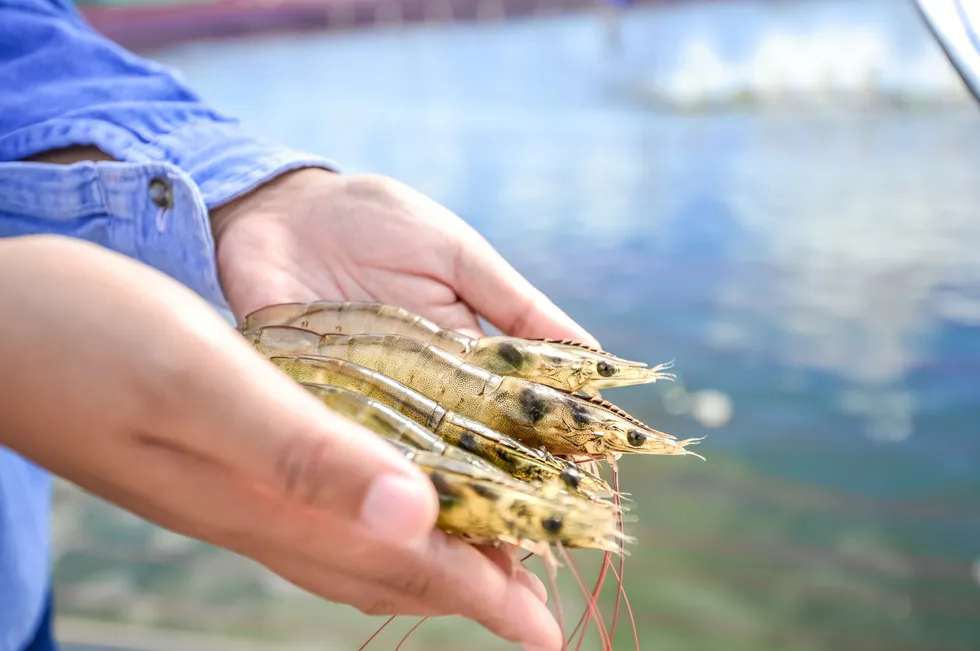 Advances in genetics and feed are help improve the global shrimp farming sector.