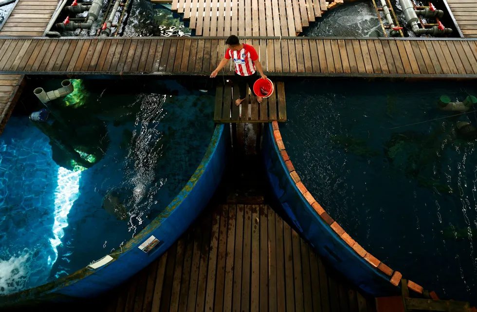 Sharing the spoils: a worker feeds giant groupers at the Borneo Marine Research Institute hatchery in Kota Kinabalu, Sabah