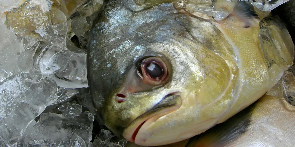 Florida Pompano production could get a boost from a new research effort.