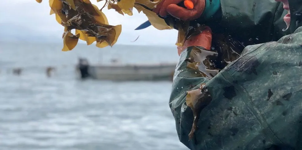 ""I think we are the first major seaweed company to list in Europe. I have not seen any other public seaweed companies in the United Kingdom or Europe," Ocean Harvest Technology CEO Mark Williams said.