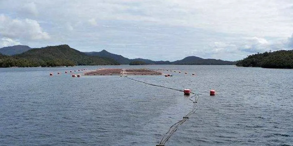 A suspected outbreak of infectious salmon anemia (ISA) is being monitored in Flatanger municipality in the Trondelag region of central Norway. The picture is not related to the event.
