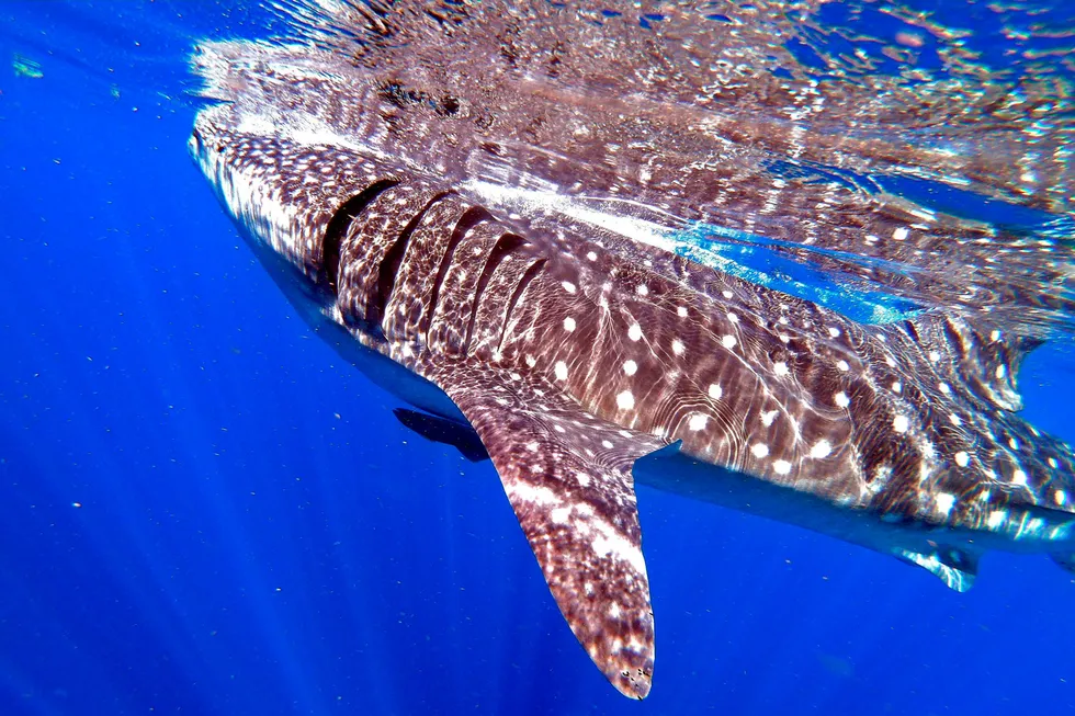 The Whale Shark (Rhincodon typus) is known to frequent Australian waters.