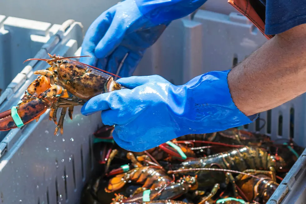 A fisherman wearing blue gloves is holding a live lobster while sorting lobsters by size in Maine . Maine Lobstermen.