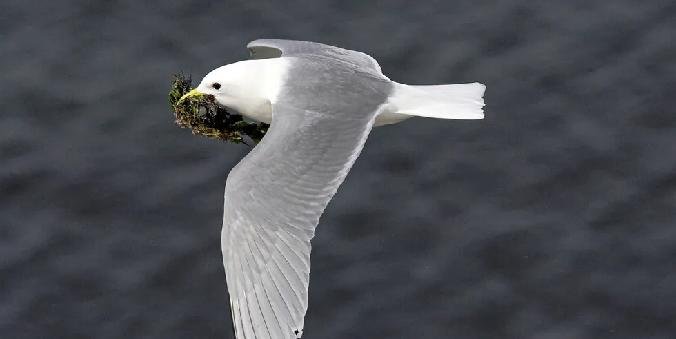 A black-legged kittiwake flies with nesting material over the North Sea