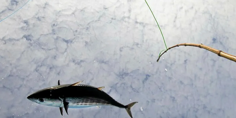 Pole-and-line caught tuna.