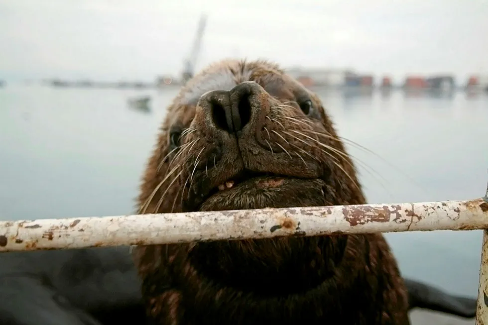 Sea Lion: project farm-out still in the works