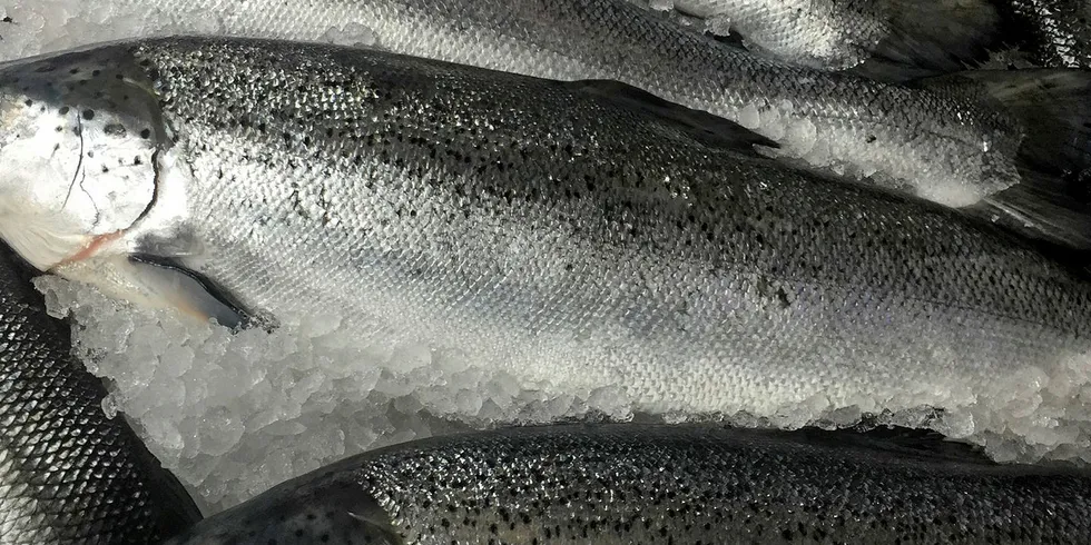 Whole Atlantic salmon.