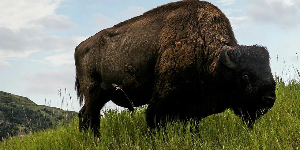 A buffalo is seen in Theodore Roosevelt National Park outside Watford City, North Dakota.