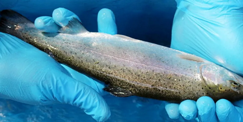 Sernapesca officials suspicions were raised again this week about ISA at the site as they issued a holding statement.