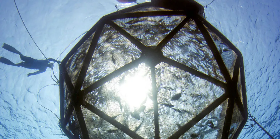 Kampachi Farms operated its Velella Gamma project for almost a year in Hawaii's waters.