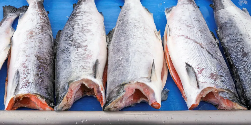 headed and gutted salmon H&G.