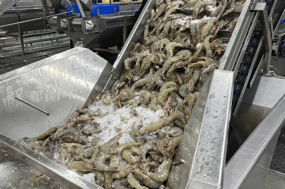 The global shrimp sector is looking to bounce back after two years of low prices and high operating costs.