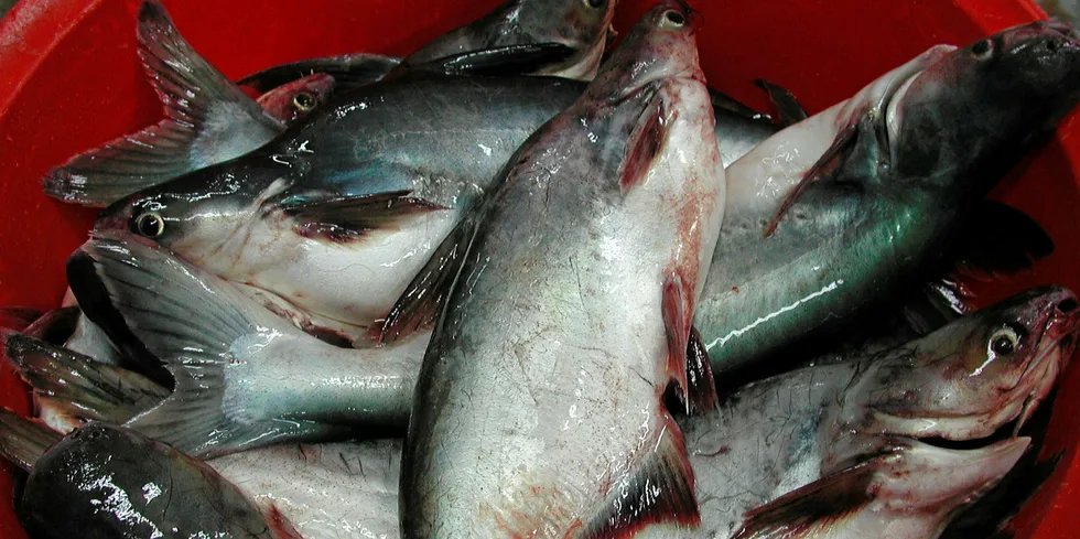 Catfish supply is expected to increase in 2020, led by production in China and Indonesia.