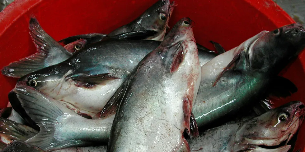 Pangasius.