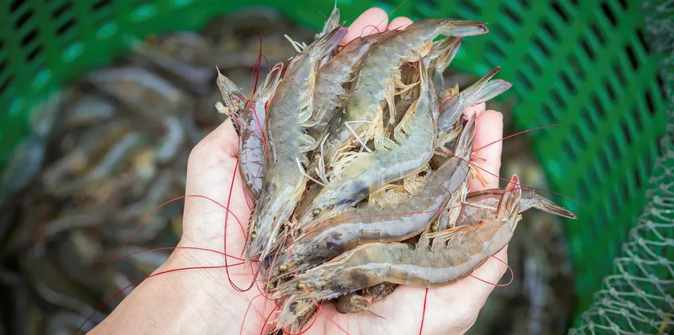 Minh Phu is being investigated for allegedly evading antidumping orders on frozen warmwater shrimp.