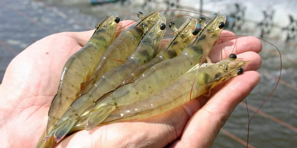 CPF camanor. Brazil shrimp.