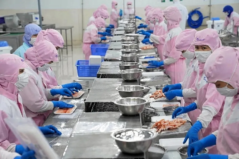 Shrimp is processed in a Vietnamese factory.