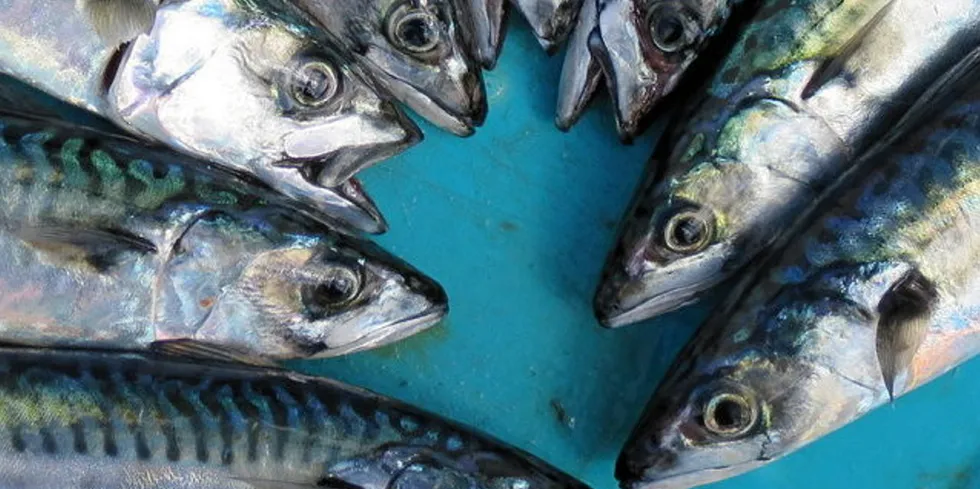 The MSC is urging policy makers in the Northeast Atlantic fisheries countries to reach agreement on quota allocation in accordance with the recent scientific advice.